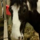 WhatsApp Image 2017-03-22 at 21.42.11.jpeg